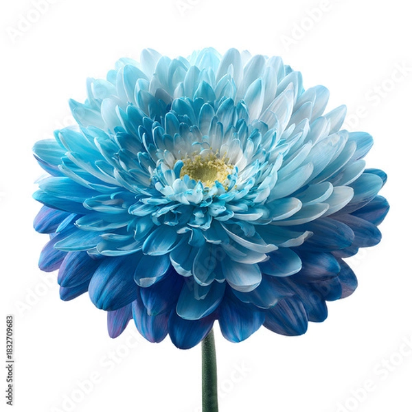 Obraz Stunning Blue Gerbera Daisy with Soft Layers for Floral Enthusiasts