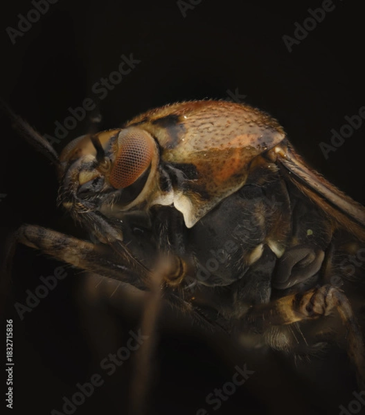 Obraz Close-up of a fly on a dark background, showcasing intricate details and textures. Marco photography 
