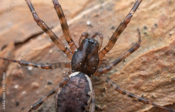 Obraz Close-up of a spider on a rock surface, highlighting its legs and body features

