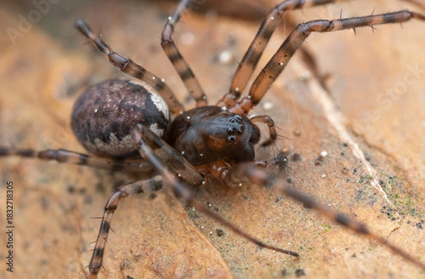 Obraz Close-up view of a brown spider resting on a textured surface in a natural environment
