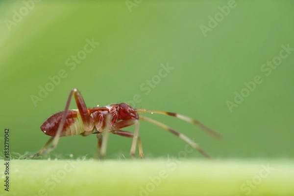 Obraz Macro close-up of a red insect with yellow stripes on a vibrant green leaf
