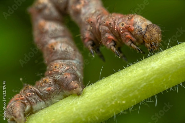 Obraz Macro view of a hairy caterpillar crawling on a green stem
