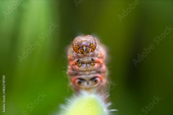 Obraz Macro shot of a colorful caterpillar with prominent eyes on a green plant
