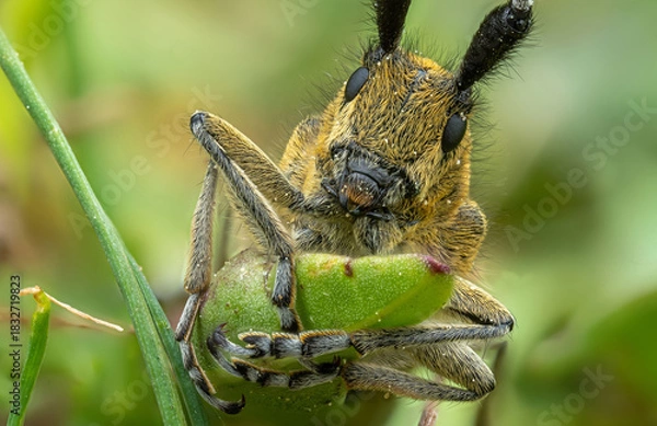 Obraz Macro shot of a beetle holding a green leaf in a vibrant natural setting
