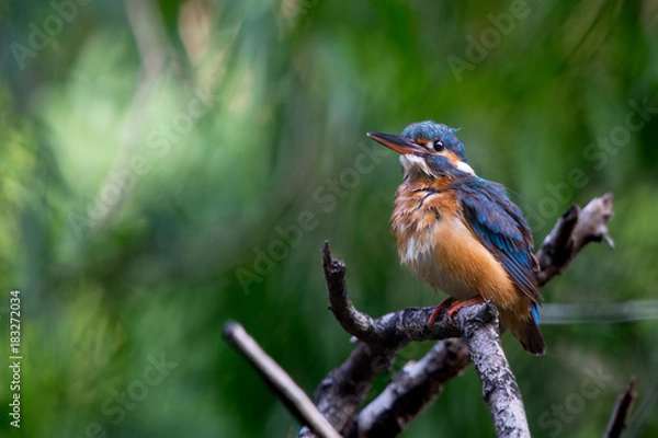Fototapeta Common kingfisher