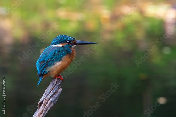 Fototapeta Common kingfisher