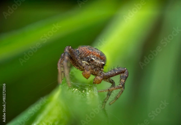 Obraz Macro view of a small brown spider perched on a green leaf in a natural setting
