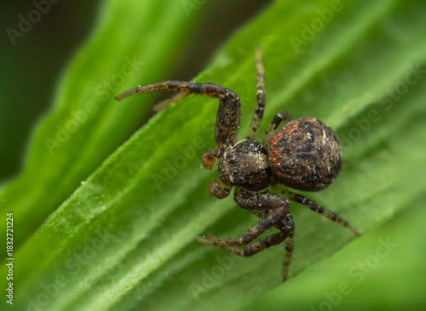 Obraz Macro view of a small brown spider perched on a green leaf in a natural setting
