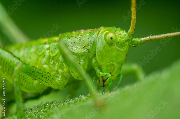 Obraz Macro shot of a vibrant green grasshopper resting on a leaf in a lush green environment
