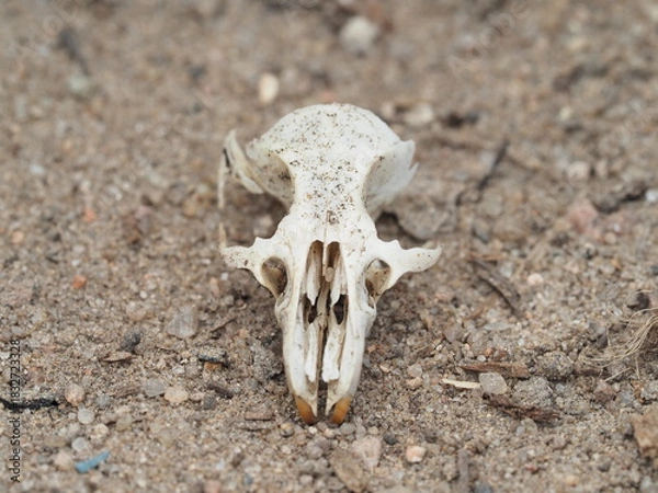 Obraz Close-up view of a small animal skull resting on the sandy ground, showcasing intricate bone details
