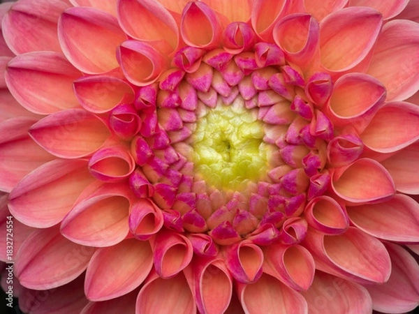 Obraz Close-up macro shot of a vibrant pink dahlia flower in full bloom
