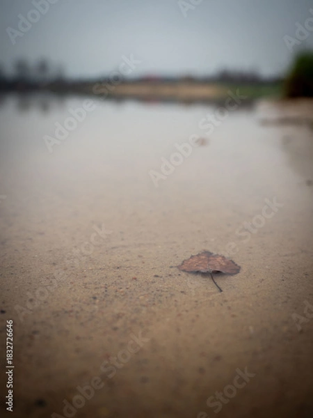 Obraz Close-up view of a solitary leaf resting on sandy ground near a calm water body in a subdued atmosphere
