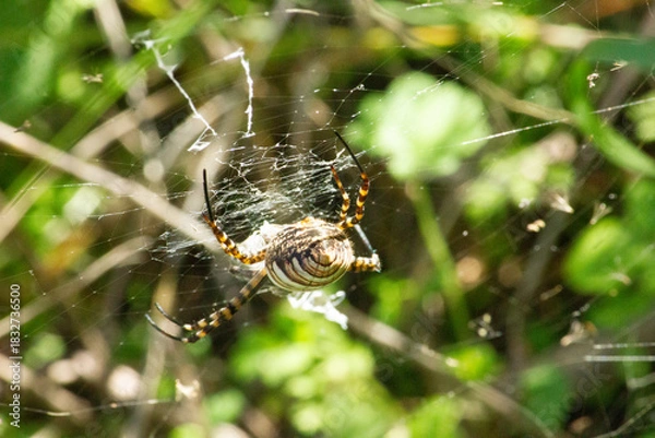 Obraz aranha na teia