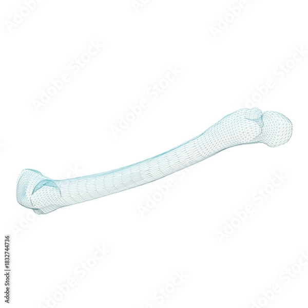 Fototapeta Human Bone 3d render wire frame