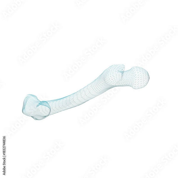 Fototapeta Human Bone 3d render wire frame