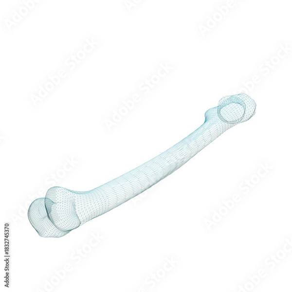 Fototapeta Human Bone 3d render wire frame