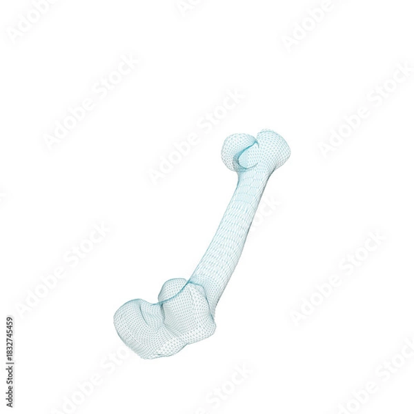 Fototapeta Human Bone 3d render wire frame