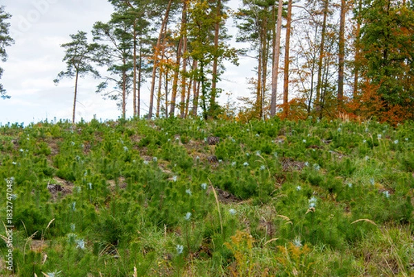 Obraz Pine Plantation Primed for Construction Timber