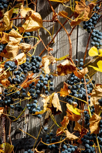 Obraz Domestically Grown Marquette Red Grape