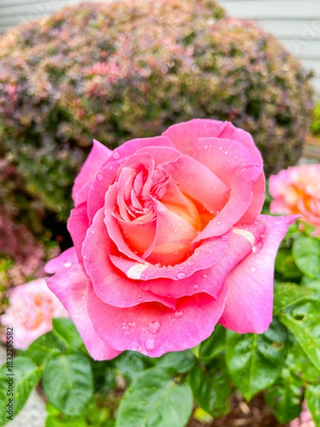 Obraz Rose in Full Bloom