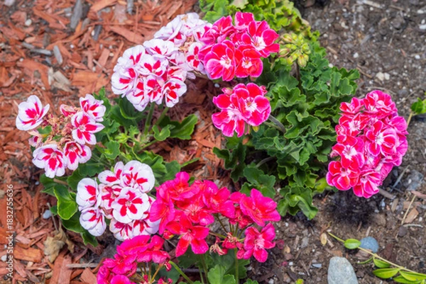 Obraz Geranium Flowers