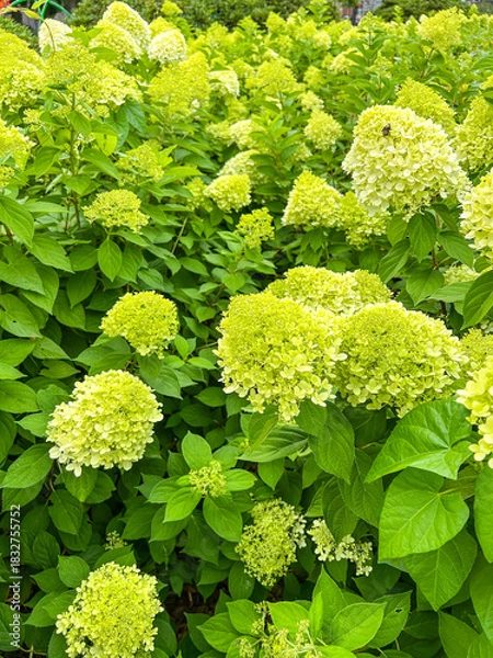 Obraz Hydrangea Blossoms