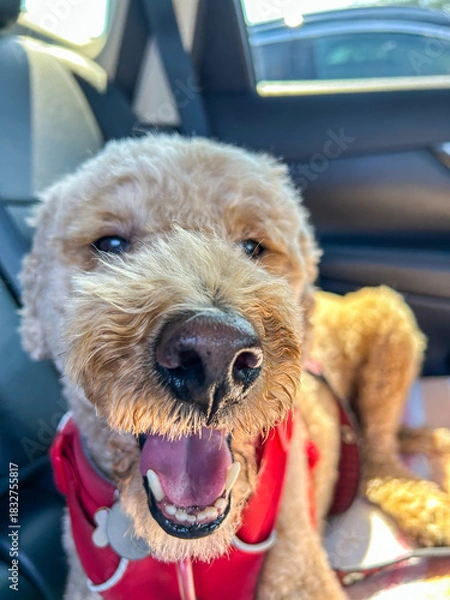 Obraz Happy Doodle Ride