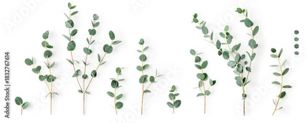 Obraz Eucalyptus branches photography isolated on white background