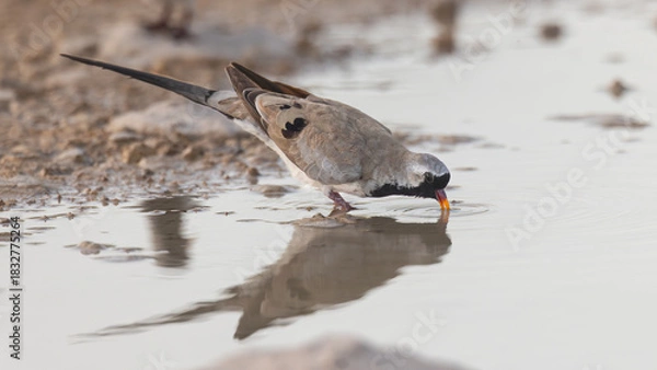 Obraz Namaqua Dove (Namakwaduifie) (Oena capensis) drinking at Aus waterhole near Okaukuejo in the Etosha National Park, Namibia