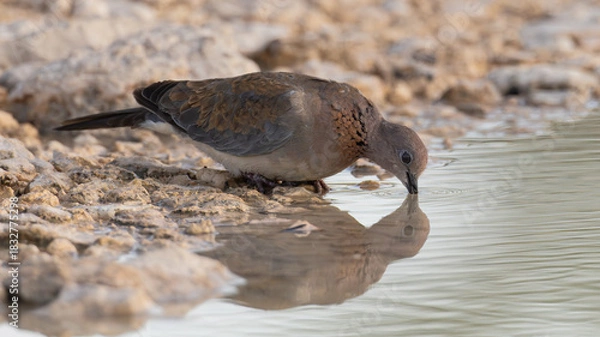 Obraz Laughing Dove (Rooiborsduifie) (Spilopelia senegalensis) drinking at Aus waterhole near Okaukuejo in the Etosha National Park, Namibia