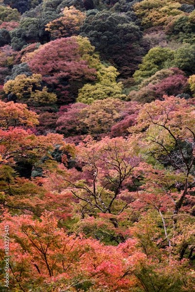 Obraz 箕面の滝の風景