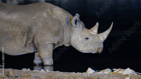 Obraz Rhinoceroses are among the largest living land animals, with living species ranging in average weight from 775 kilograms, bathing at Okaukuejo waterhole in the Etosha National Park, Namibia