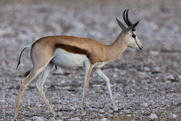 Obraz A springbok or springbuck (Antidorcas marsupialis), an antelope found mainly in south and southwest Africa, drinking at Okaukuejo waterhole in the Etosha National Park, Namibia