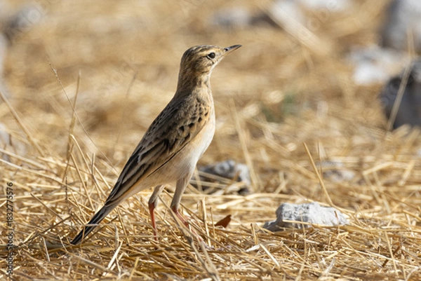 Obraz African Pipit (Gewone Koester) (Anthus cinnamomeus) near Okaukuejo in the Etosha National Park, Namibia