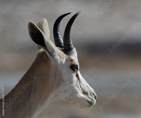 Obraz Close-up portrait of a springbok or springbuck (Antidorcas marsupialis), an antelope found mainly in south and southwest Africa near Okaukuejo in the Etosha National Park, Namibia