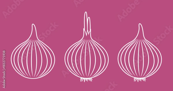 Fototapeta Onion outline. Isolated onion on white background