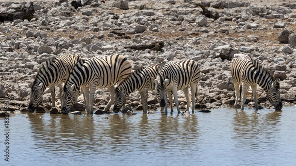Obraz A group of Zebra (Equus quagga) drinking at Okaukuejo waterhole in the Etosha National Park, Namibia