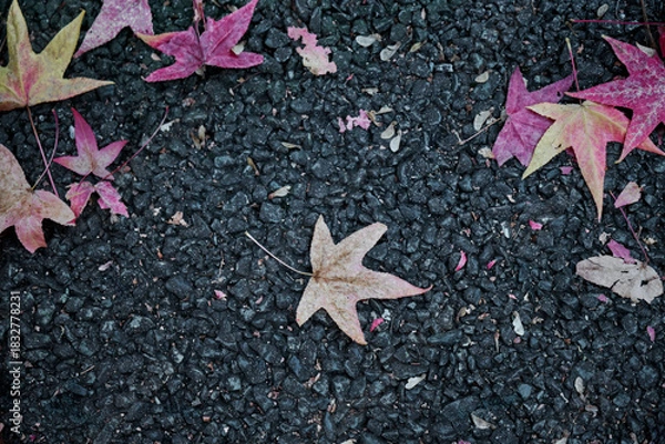 Obraz 大坂府吹田市の紅葉