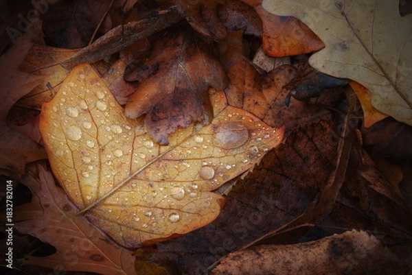 Obraz Blatt mit Wassertropfen