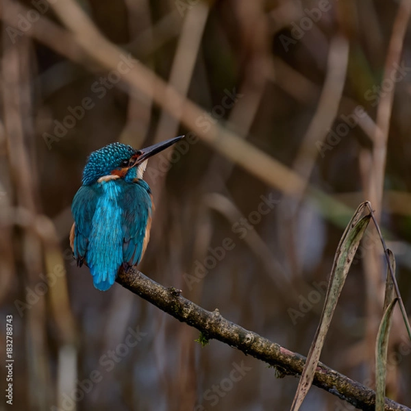 Obraz Kingfisher in profile