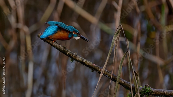 Obraz Kingfisher in profile taking off