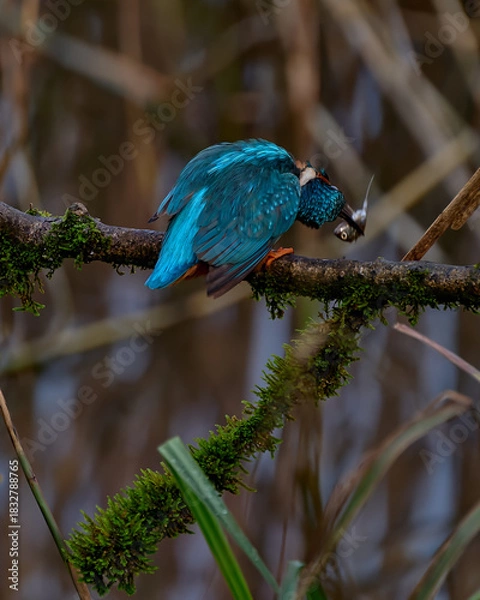 Obraz Kingfisher in profile stunning fish