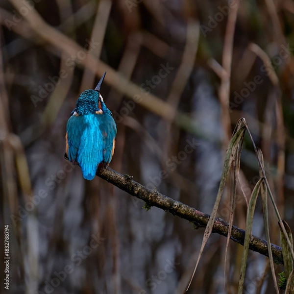 Obraz Kingfisher looking up