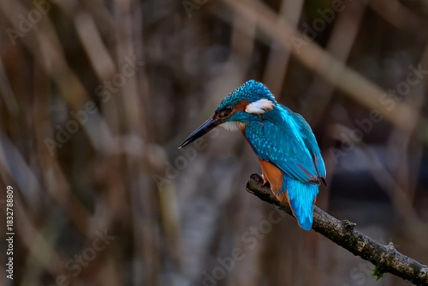 Obraz Kingfisher in profile