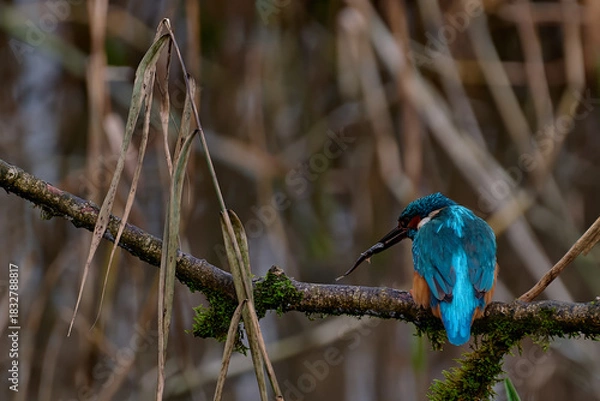 Obraz Kingfisher in profile with Fish 2