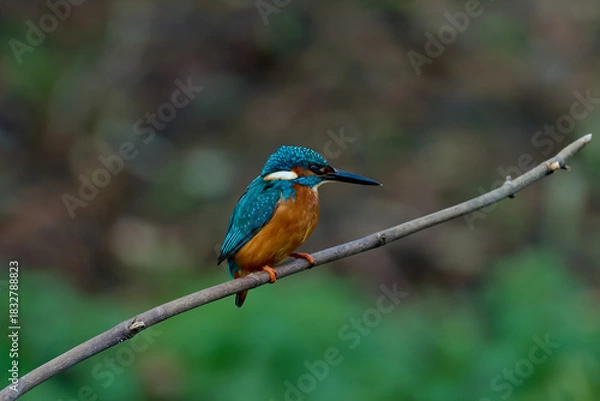 Obraz Kingfisher in profile