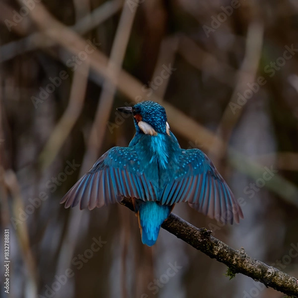 Obraz Kingfisher wings spread open from back