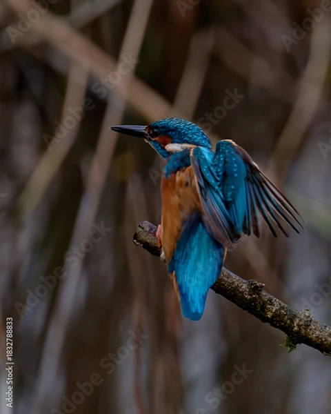 Obraz Kingfisher wings spread open in profile