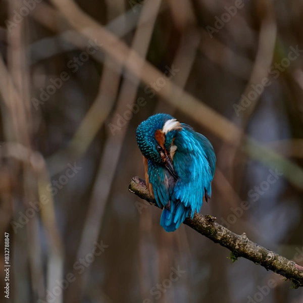 Obraz Kingfisher Preening 5