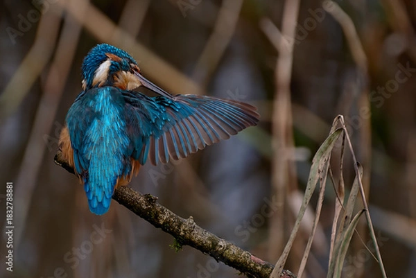 Obraz Kingfisher Preening 1